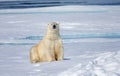 Looking very soft and gentleÃ¯Â¼Å the Arctic polar bear is the most dangerous bear Royalty Free Stock Photo